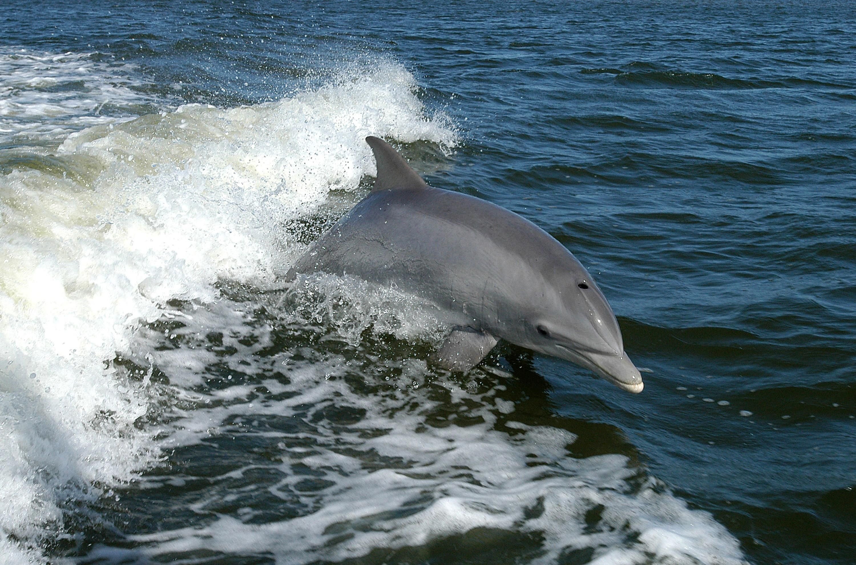 Дельфин-афалина 