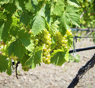 Как рождается солнце в бокале: на «Массандре» стартовал сезон виноделия