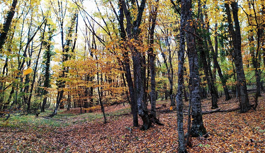 Осенний лес в Крыму