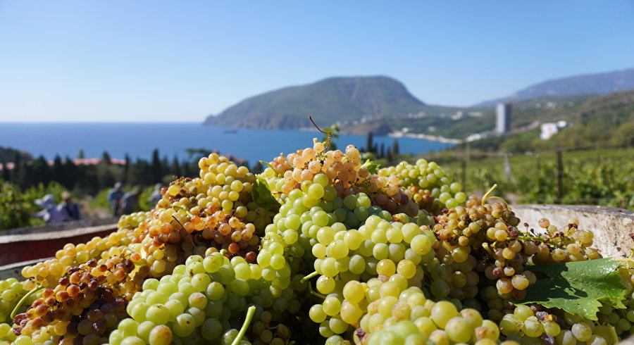 Осенние дары Крыма: сбор винограда на видео