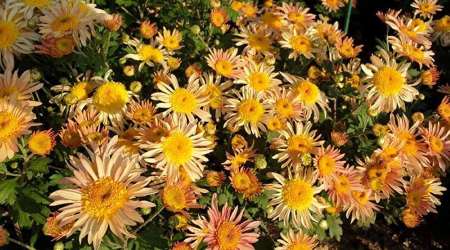 Хризантемы Фото Цветов В Саду