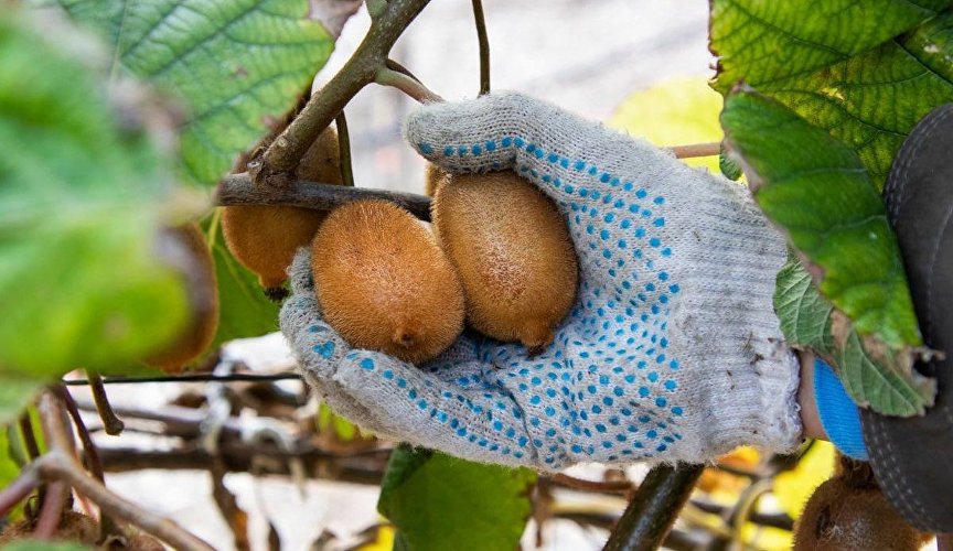 Уборка киви