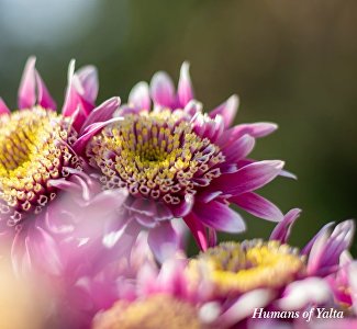 Подарок осени: завтра в Никитском ботсаду откроется бал хризантем