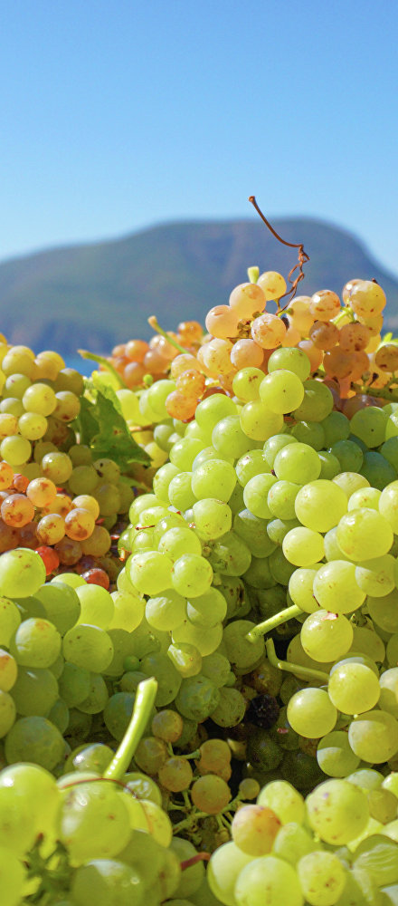 Лучшие идеи для осеннего отдыха в Крыму: сезон вина, вкусной еды, прогулок и оздоровления