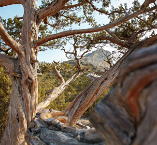 Сохраним можжевельники: в Крыму проходит бессрочная экологическая акция