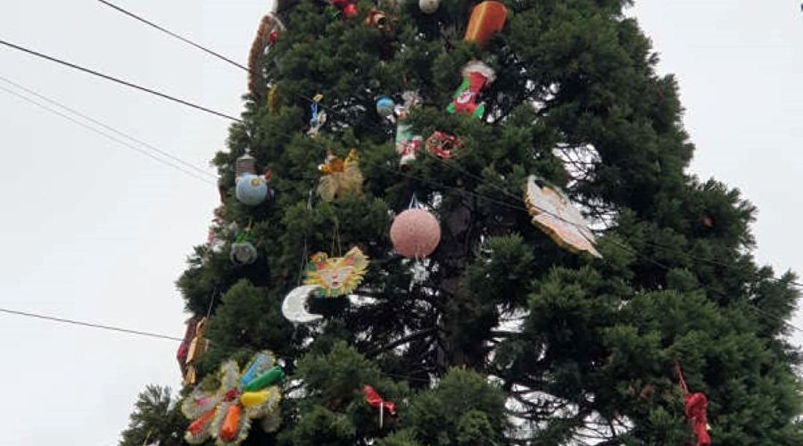 Экзотическое новогоднее дерево в Никитском ботаническом саду