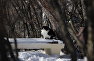 Кот в крымском лесу