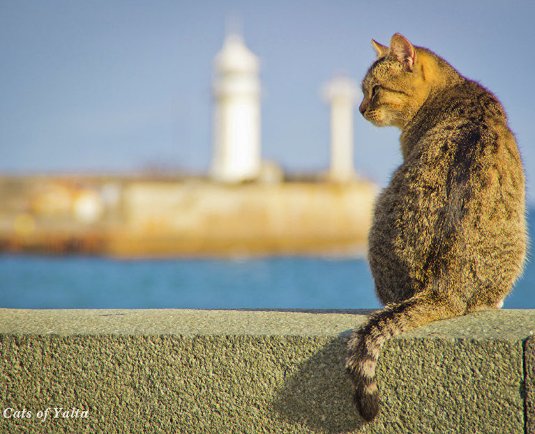 Кот на набережной Ялты