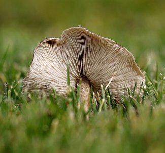 Маслята, опята: Крым вошёл в пятёрку грибных регионов России