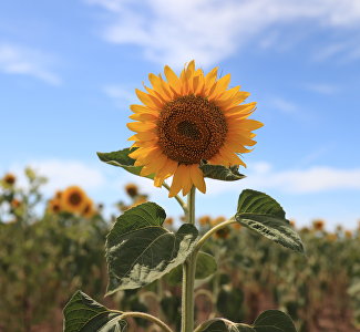 Крым возглавил рейтинг популярных направлений для «цветочных» фотосессий