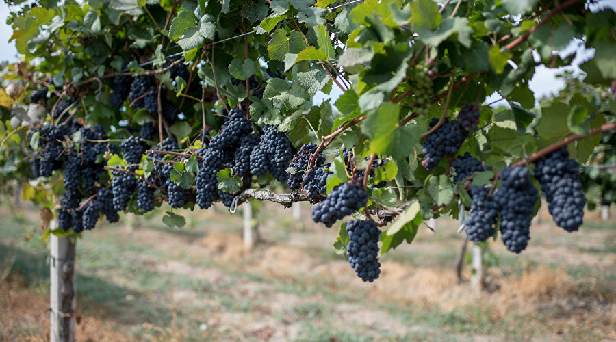Крымские вина: где найти и продегустировать | Чем заняться | Туристический  портал Республики Крым