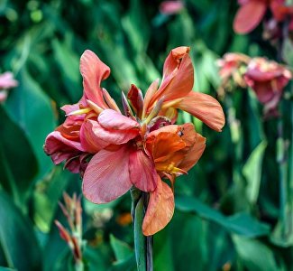 Диковинные «жар-птицы»: Никитский ботсад зовёт на выставку канн