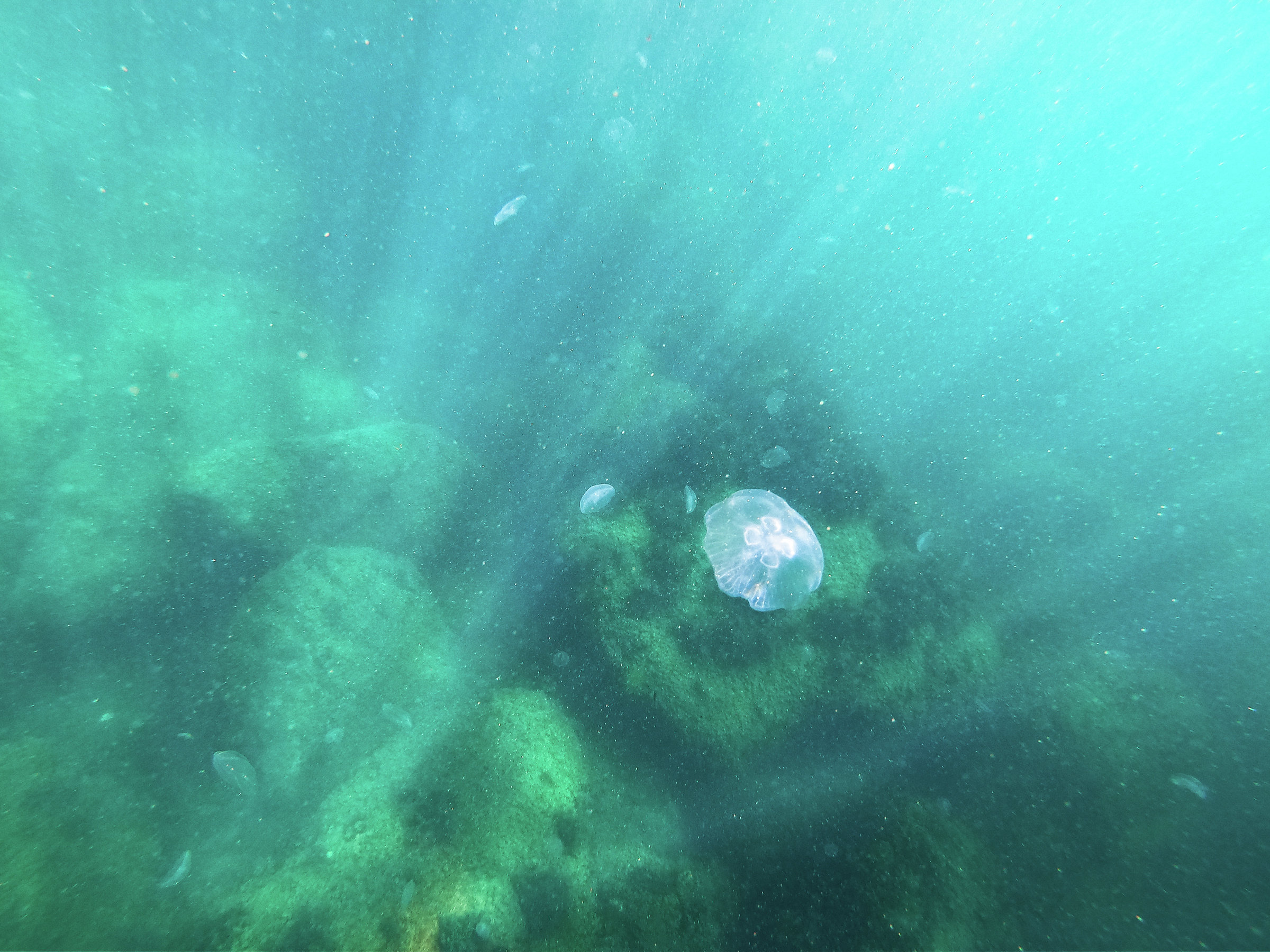 Медуза в море Медуза в море