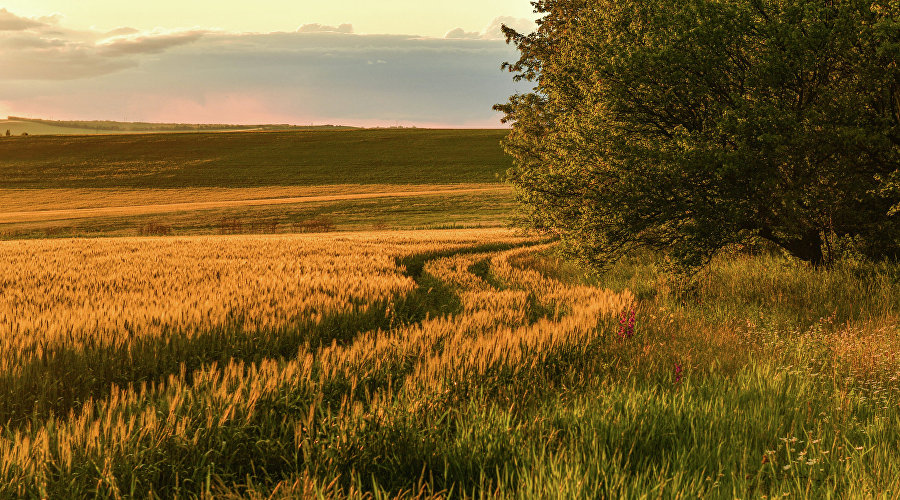 Поле в Крыму