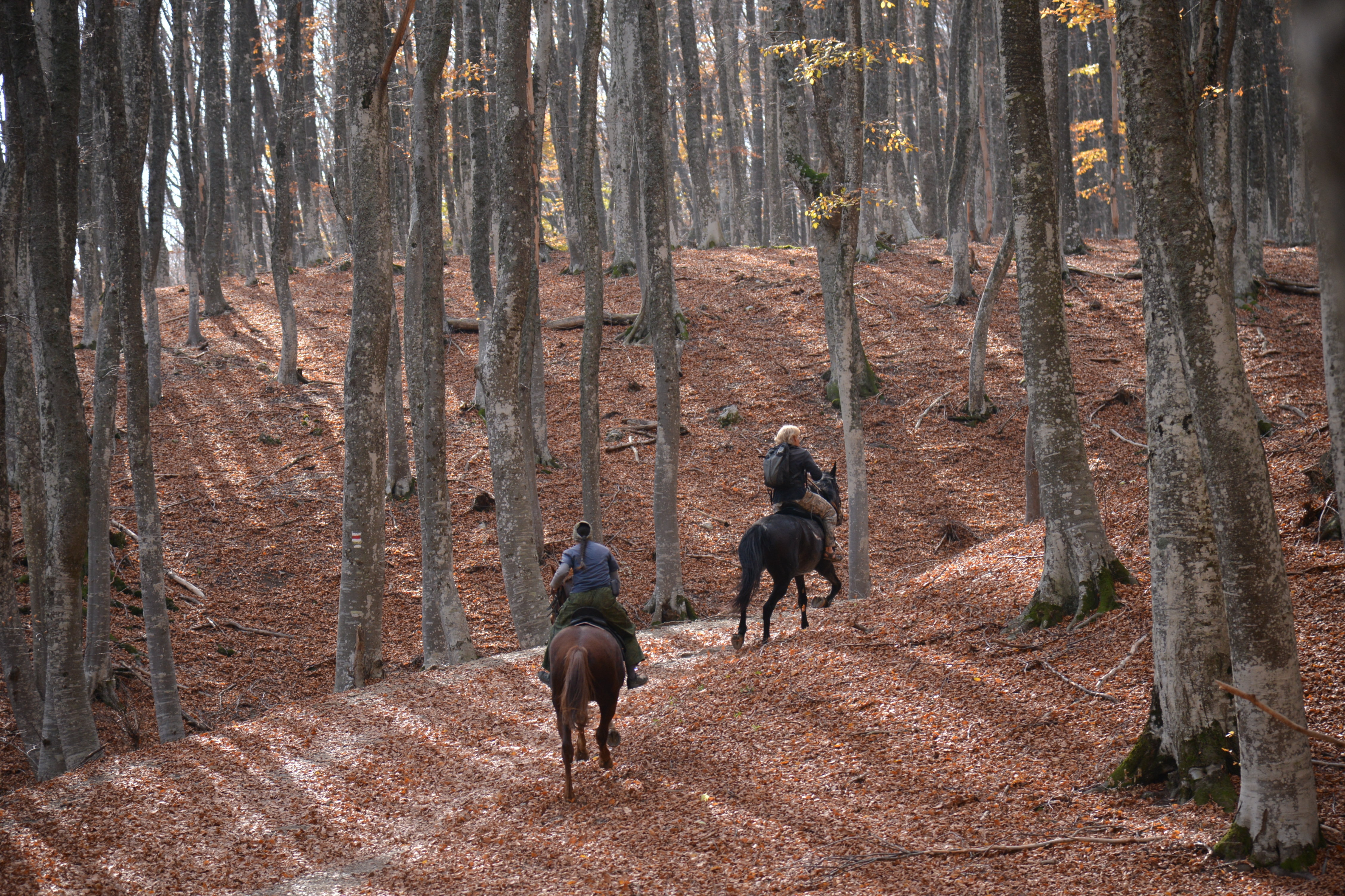 Прогулка на лошадях в осеннем лесу