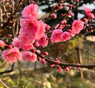 Декабрьское чудо: в Никитском ботсаду зацвел абрикос Муме