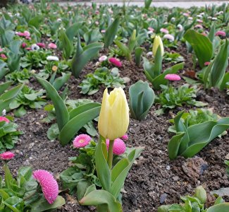 После мартовских заморозков в Никитском ботсаду зацвели первые тюльпаны