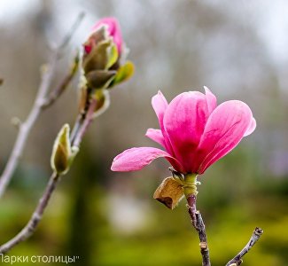 Магия магнолии: где в Крыму найти эту красоту