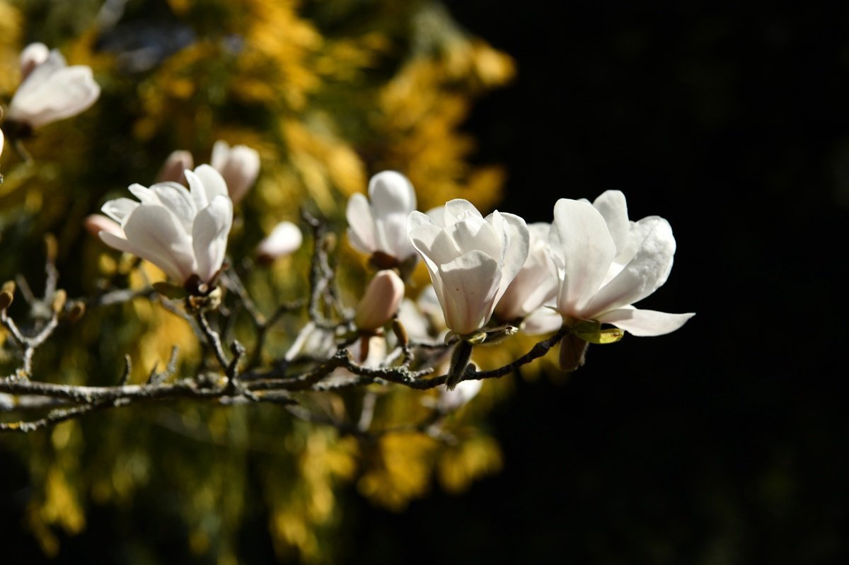 Фото цветущей магнолии в крыму