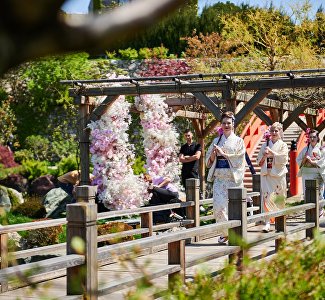 Кремово-розовая роскошь: в Ялте проходит фестиваль цветения сакуры