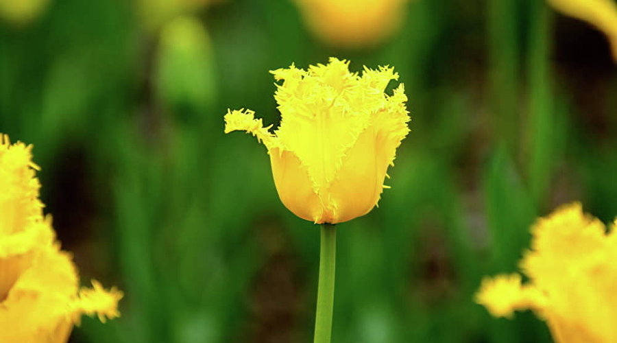 Тюльпан сорта Valery Gergiev Yellow