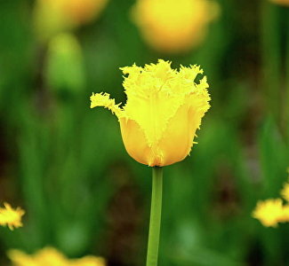 Цветок в честь маэстро: в Никитском ботсаду выбрали самый красивый тюльпан