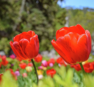Цветущий май: фотопрогулка по Крыму