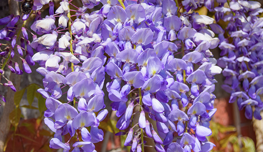 Глициния Купить Саженец