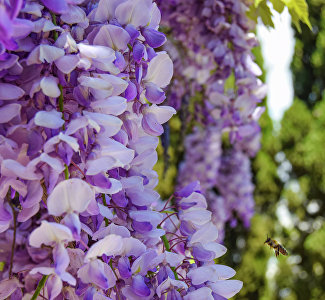 Насладиться красотой и ароматами: в Ялте пройдёт фестиваль «Дни любования глицинией»