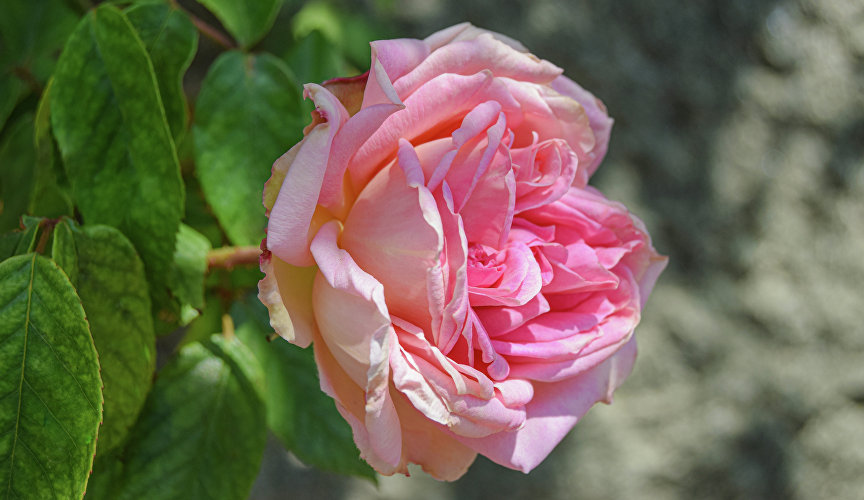 Роза в Воронцовском парке
