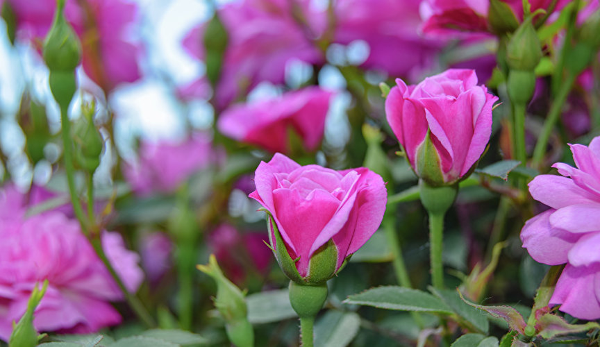 Розы в Воронцовском парке