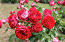 Розы в Никитском ботаническом саду