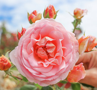 Прелесть волшебных цветов: фотопрогулка по розарию Никитского ботсада