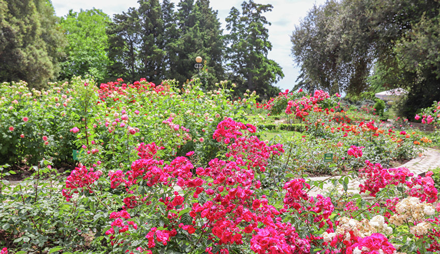 Розарий Никитского ботанического сада