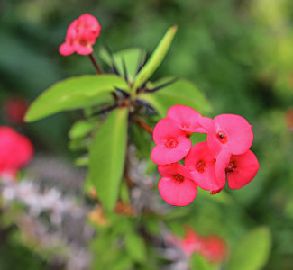 Колючая красота: в Никитском ботсаду зацвели кактусы