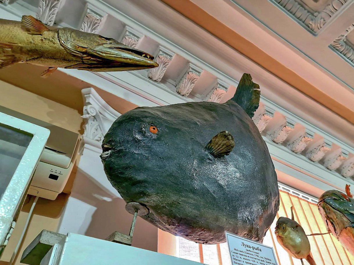 Экспонат музея &amp;laquo;Живой океан&amp;raquo; в Керчи