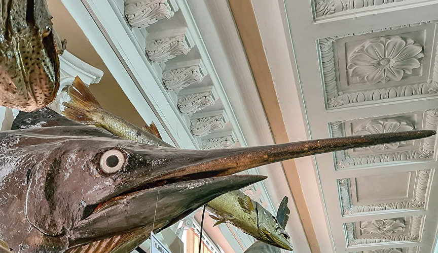 Экспонат музея «Живой океан» в Керчи