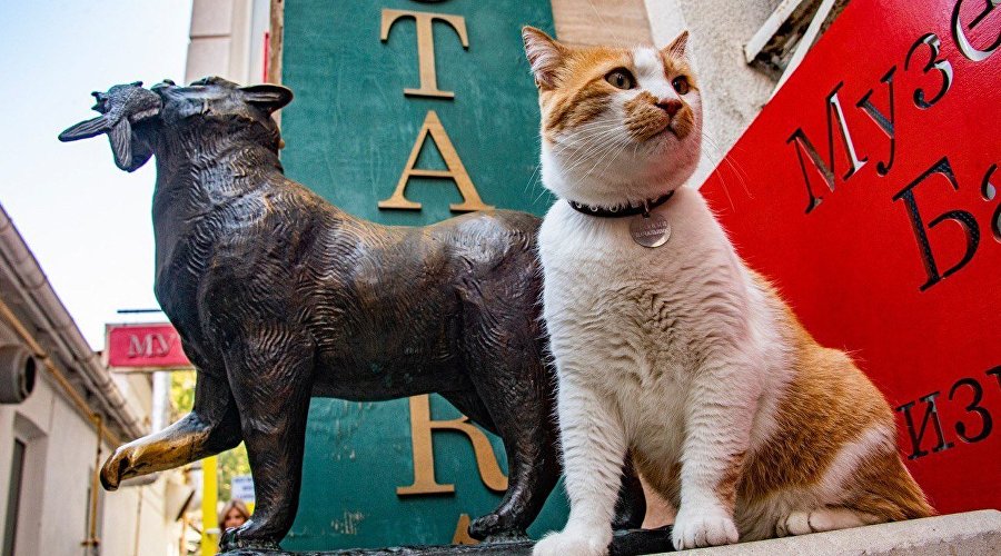 Кот Мостик возле памятника балаклавскому коту