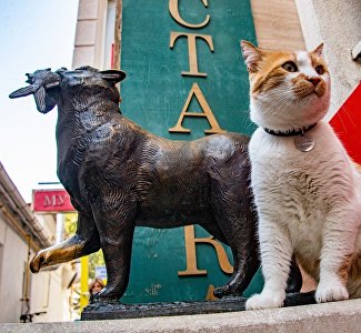 Живые и запечатлённые в бронзе: где в Крыму найти самых известных котиков