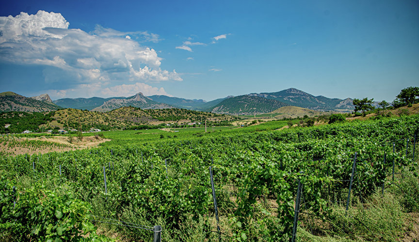 Виноградники в долине Святого Саввы