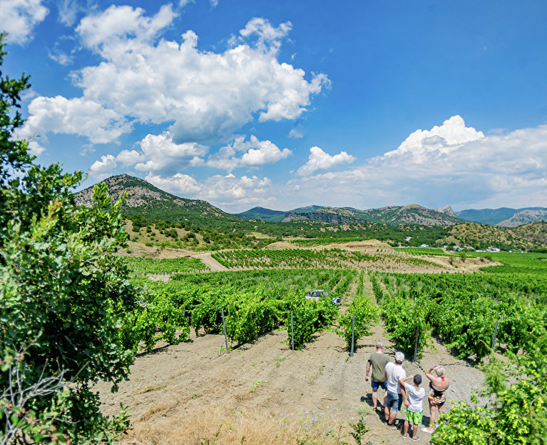 Виноградники в долине Святого Саввы