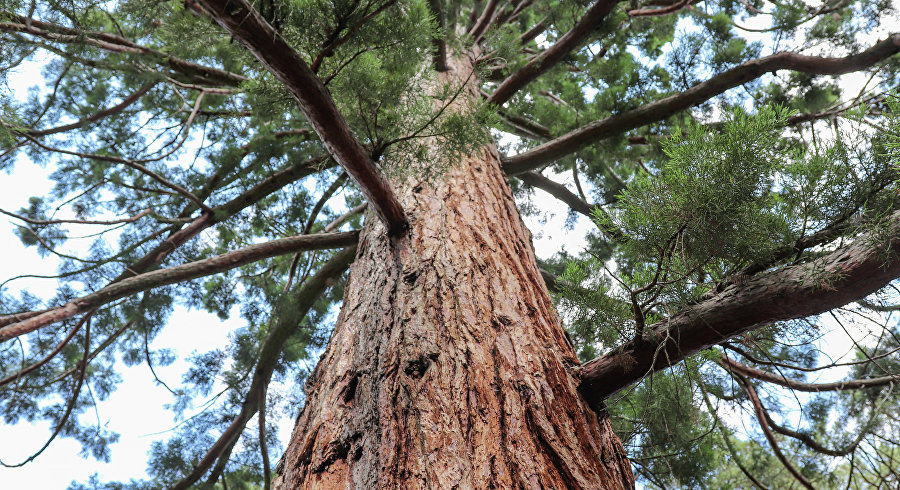 Чудо-деревья Никитского ботсада: тысячелетняя фисташка, бессмертный дуб и дерево смерти