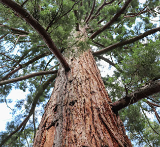 Чудо-деревья Никитского ботсада: тысячелетняя фисташка, бессмертный дуб и дерево смерти
