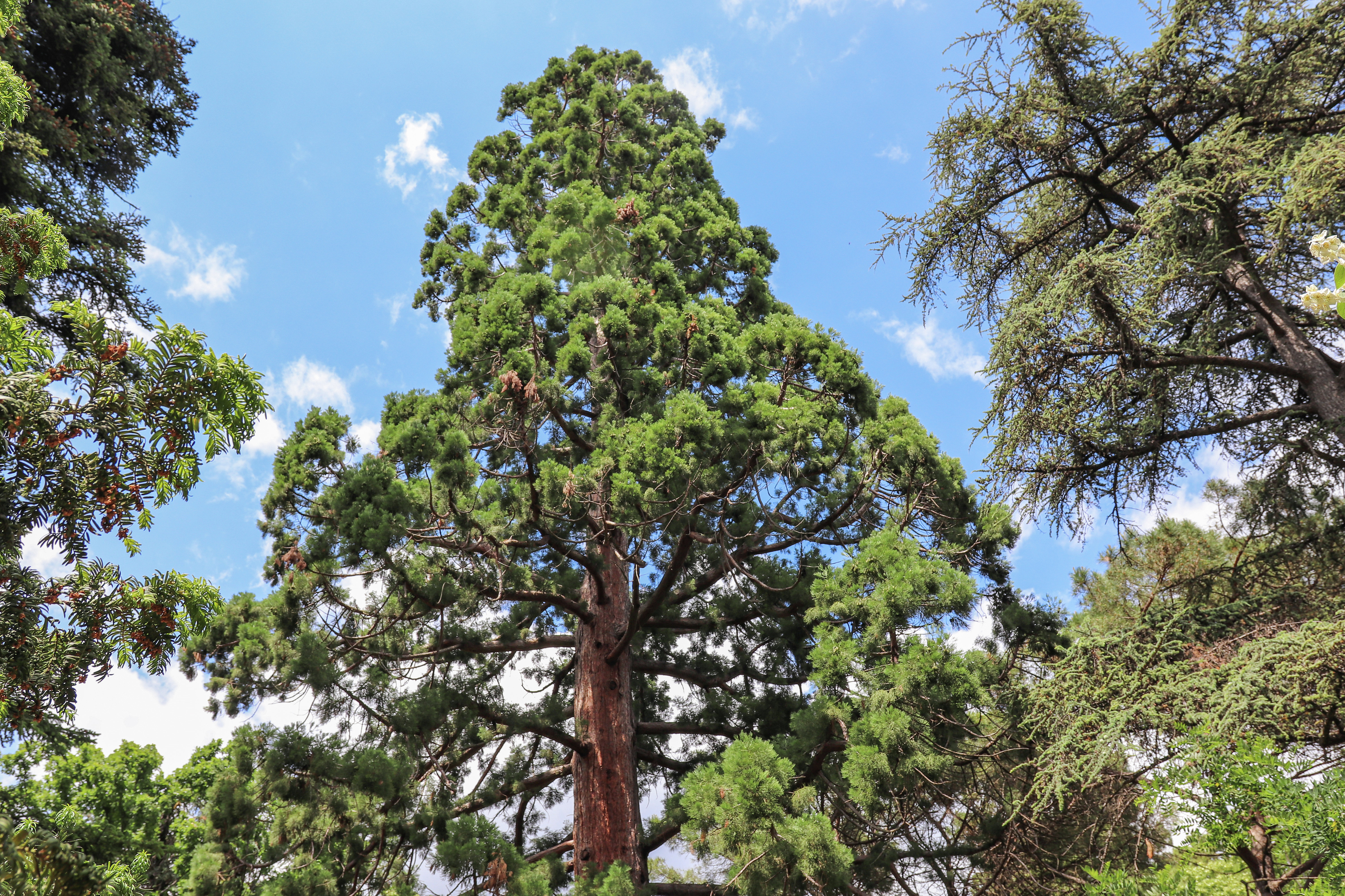 Самое высокое дерево в Никитском ботаническом саду - секвойядендрон гигантский