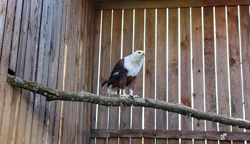 Центр реабилитации хищных птиц «Холзан» в Крыму