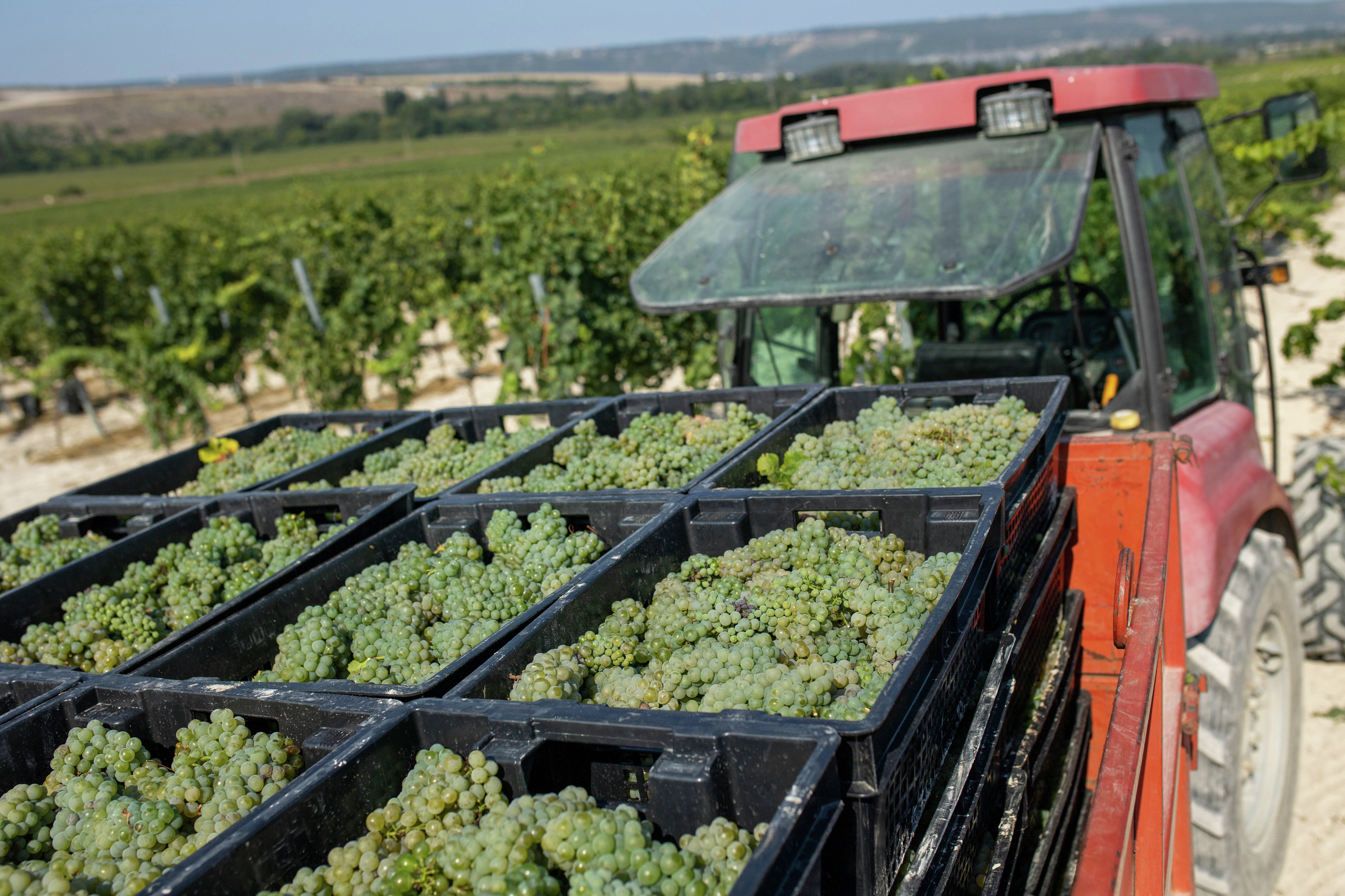 Сбор урожая на виноградниках Ивана Липко 