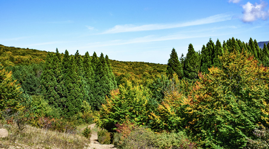 Роща секвой