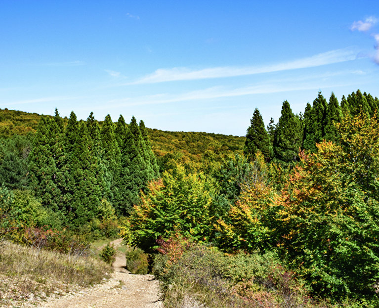Роща секвой