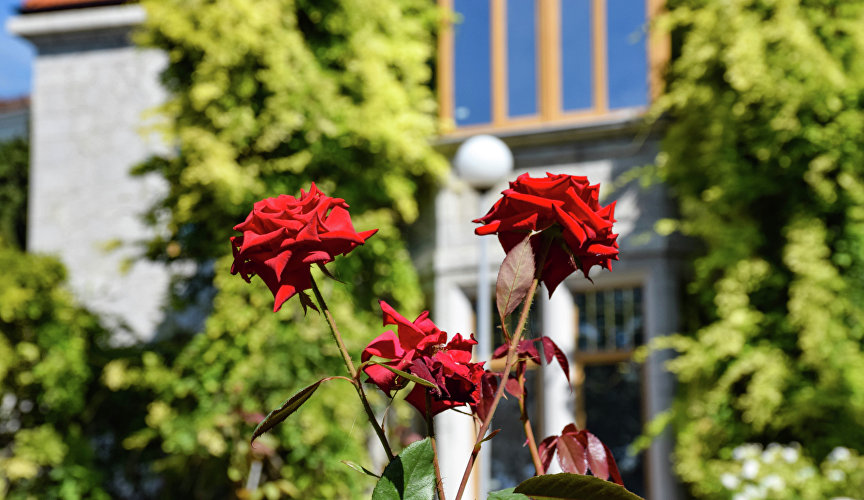 Розы у дворца Харакс