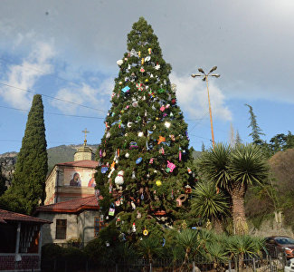 В Никитском ботсаду нарядили самое знаменитое новогоднее дерево ЮБК